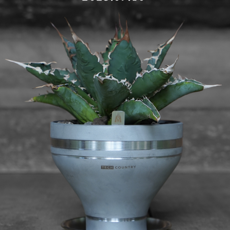 C】m&m masses 鉢 S おおき アガベ 